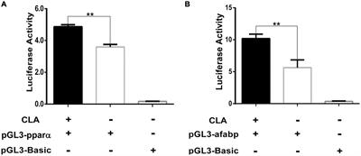 Conjugated linoleic acid regulates adipocyte fatty acid binding protein expression via peroxisome proliferator-activated receptor α signaling pathway and increases intramuscular fat content